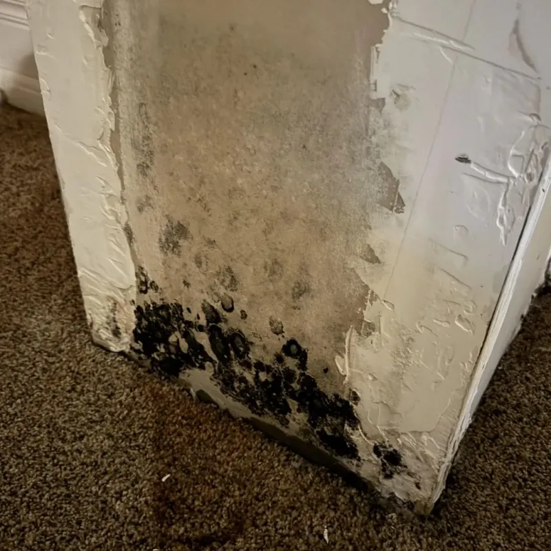Professional Mold Removal in Mount Horeb, WI